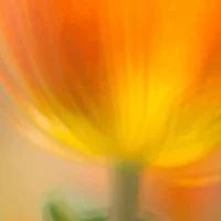 Self Compassion: The Science and Wisdom of Being Kind to Yourself