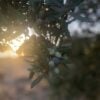 An olive tree with sun setting in the background.